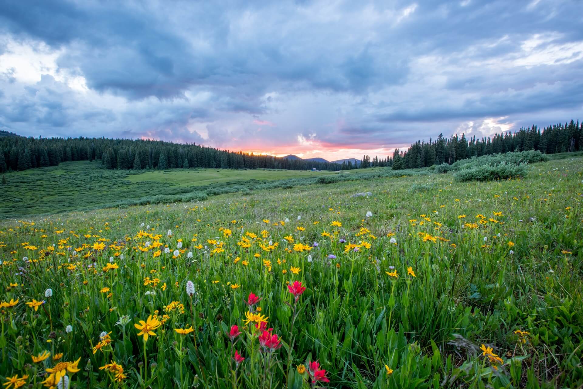 Meadow